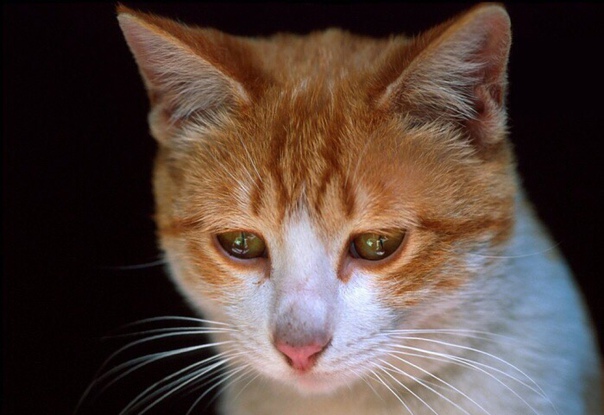 В Одессе наказали живодера, мучившего котят. Он отправился в колонию на 7 лет. 37-летнего одессита Максима Литвина суд признал виновным в издевательстве над котятами и вынес приговор 7,5 лет