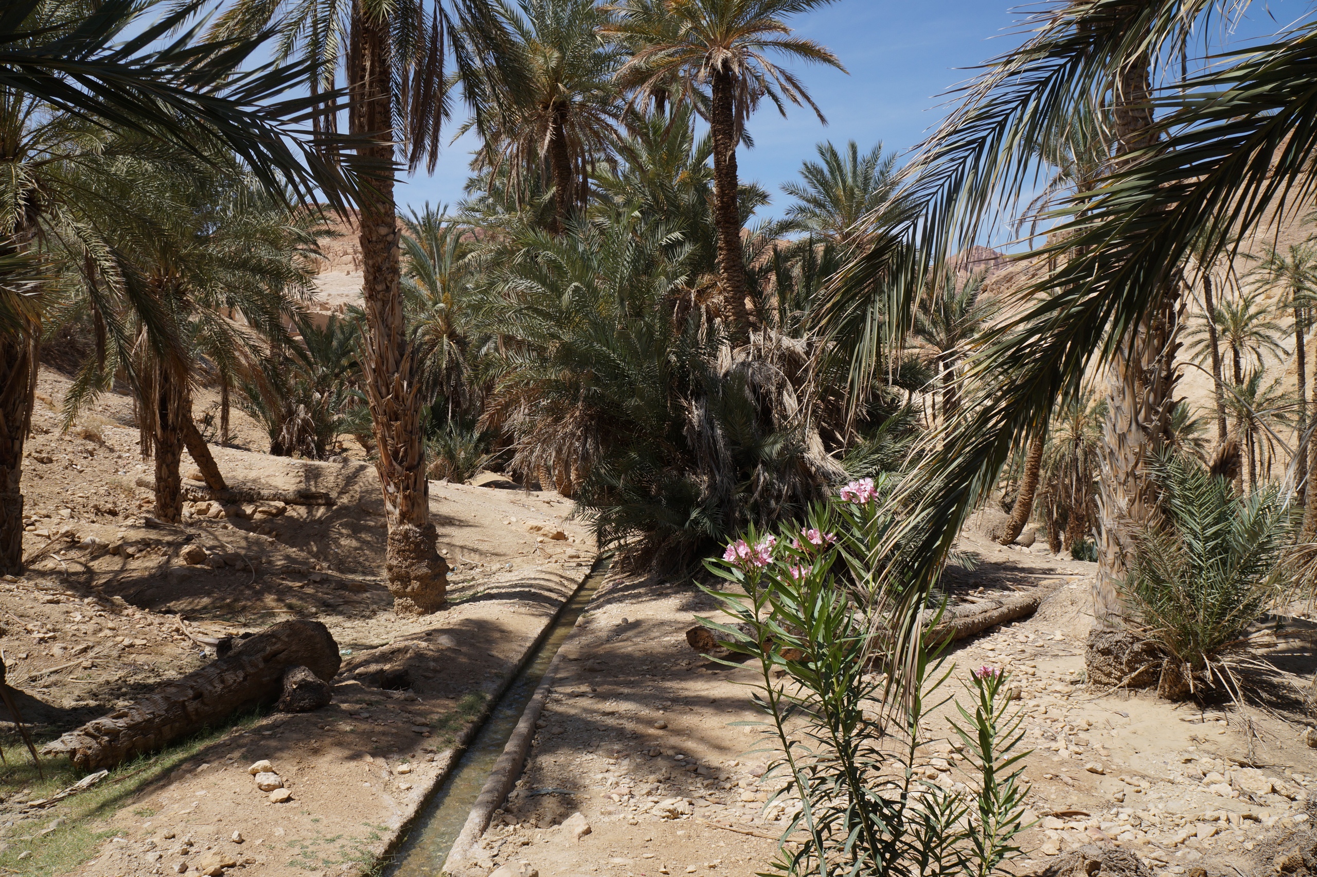 Самый красивый оазис в Сахаре Шебика, Оазис, Место, небольшой, можно, оазиса, Туниса, территории, среди, пустыни, благодаря, истоки, сувенирами, действительно, пальм, живности, всякой, полно, заводи, Туристов