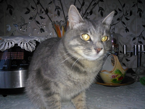 13 апреля, на дороге р-на Пенза-3, найден молодой котик, был